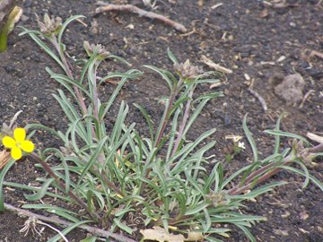 Etna - Erysimum bonannianum / Violaciocca di Bonanno